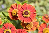 HELENIUM FLAMMENDES KATHCHEN