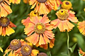 HELENIUM MOERHEIM BEAUTY