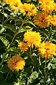 HELIOPSIS HELIANTHOIDES VAR SCABRA GOLDGEFIEDER (GOLDEN PLUME)