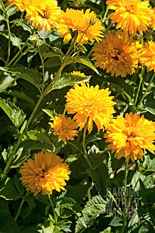 HELIOPSIS_HELIANTHOIDES_VAR_SCABRA_GOLDGEFIEDER_GOLDEN_PLUME