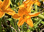 HEMEROCALLIS BURNING DAYLIGHT