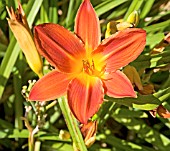 HEMEROCALLIS BUZZ BOMB