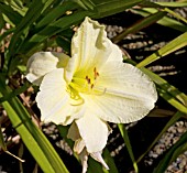 HEMEROCALLIS JOAN SENIOR