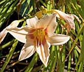 HEMEROCALLIS PRAIRIE CHARMER