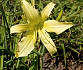 HEMEROCALLIS WHICHFORD