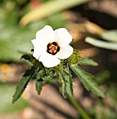 HIBISCUS TRIONUM