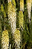 KNIPHOFIA LITTLE MAID