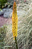 KNIPHOFIA STAR OF BADEN BADEN