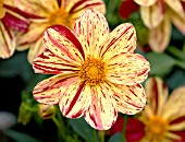 DAHLIA SAITENSPIEL