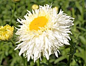 LEUCANTHEMUM GOLDRUSH