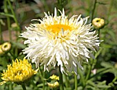 LEUCANTHEMUM GOLDRUSH