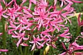 NERINE BOWDENII MARK FENWICK