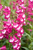 PENSTEMON GEORGE HOME