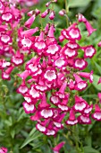 PENSTEMON GEORGE HOME