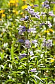 PENSTEMON STAPLEFORD GEM