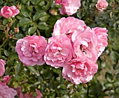 ROSA BONICA