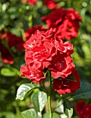 ROSA DE RUITERS HERALD