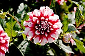 DAHLIA SOMMERLACHEN