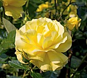 ROSA KORRESIA