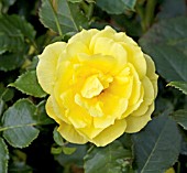 ROSA KORRESIA