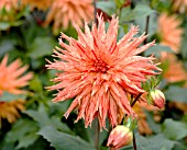 DAHLIA SPARKLER