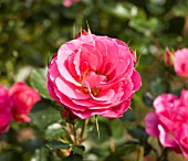 ROSA STARLIGHT EXPRESS