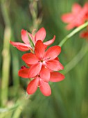 SCHIZOSTYLIS COCCINEA MAJOR