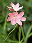 SCHIZOSTYLIS COCCINEA SALMON CHARM