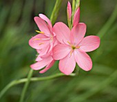 SCHIZOSTYLIS COCCINEA SUNRISE