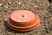 SLUG TRAP BAITED WITH BEER