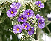 SOLANUM RANTONNETII VARIEGATUM