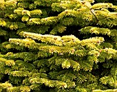 ABIES NORDMANNIANA GOLDEN SPREADER