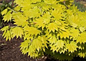 ACER SHIRASAWANUM AUREUM