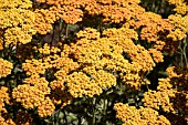 ACHILLEA FEUERLAND