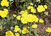 ACHILLEA MOONSHINE