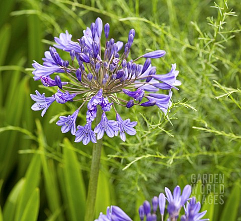 AGAPANTHUS_BLUE_BIRD