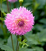 DAHLIA SUKURA FUBUKI