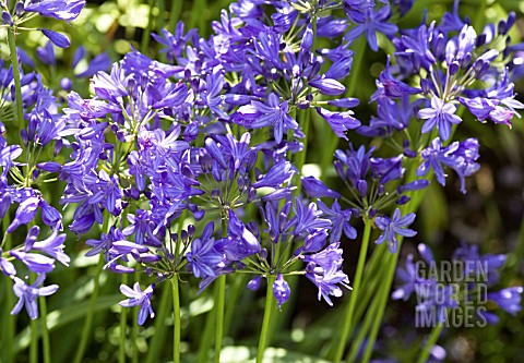 AGAPANTHUS_KINGSTON_BLUE