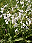 AGAPANTHUS LADY MOORE