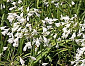 AGAPANTHUS LADY MOORE