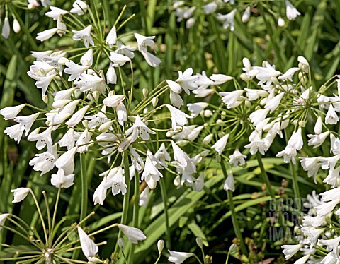 AGAPANTHUS_LADY_MOORE