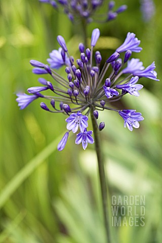 AGAPANTHUS_MIDNIGHT_BLUE