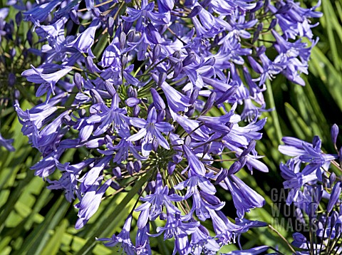 AGAPANTHUS_CASTLE_OF_MEY