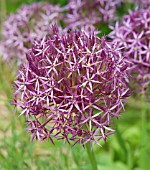 ALLIUM CRISTOPHII STAR OF PERSIA