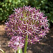 ALLIUM CHRISTOPHII