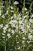 ANTHERICUM LILIAGO FALLAX