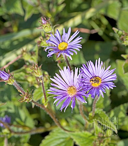 ASTER_ASPERULUS_AND_HOVERFLY