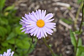 ASTER TONGOLENSIS NAPSBURY