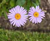 ASTER TONGOLENSIS NAPSBURY