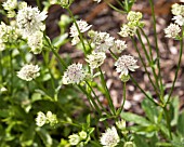 ASTRANTIA BAVARICA